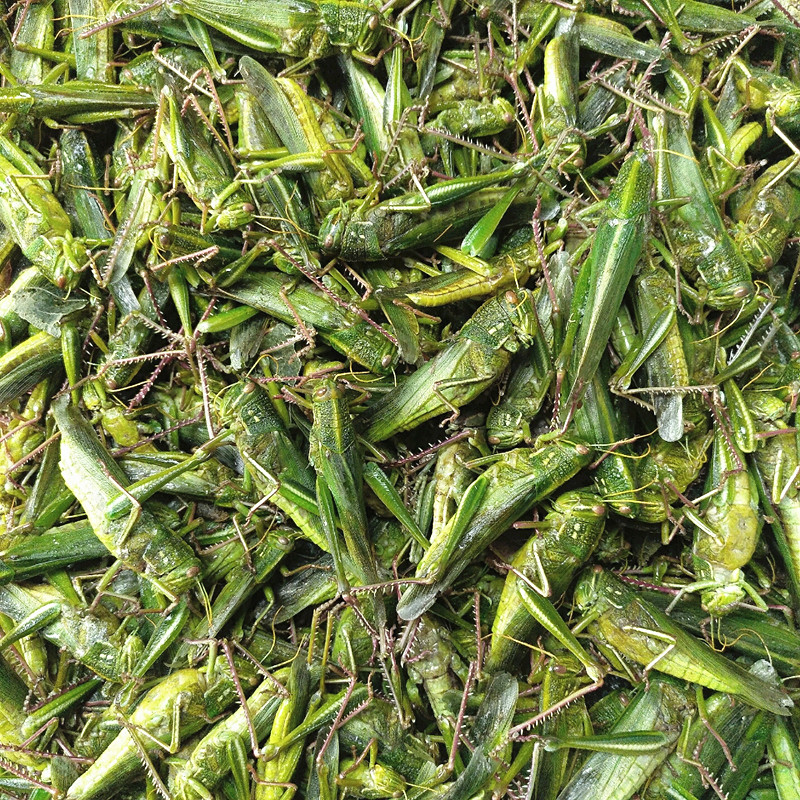 蚂蚱1斤包邮新鲜活体冷冻大牛绿棉蝗青蝗虫其他食品