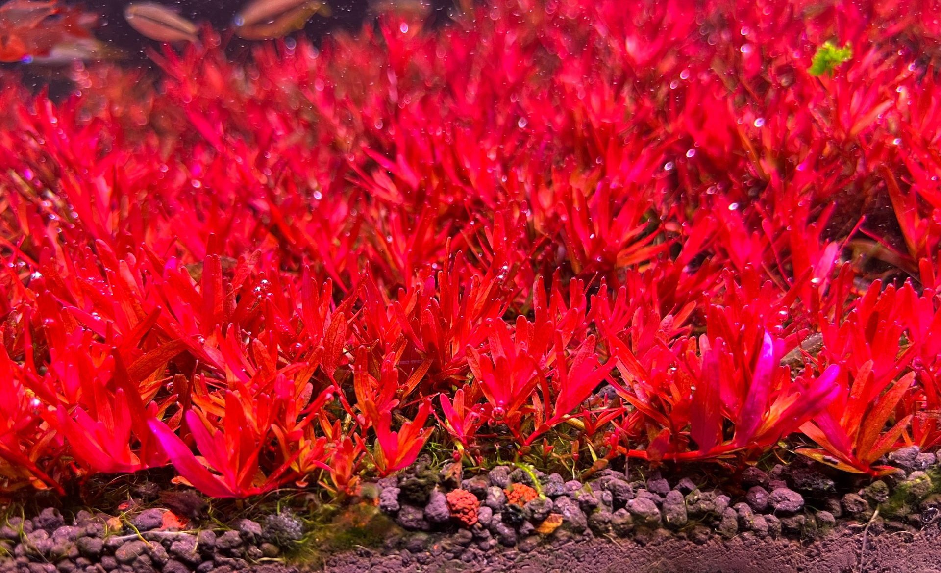 丹麦血红宫廷血宫1支关刀草铺自产水下水族水草