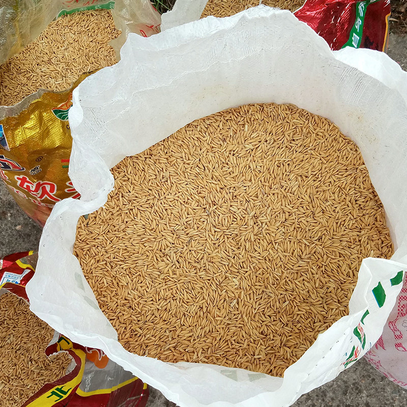 水稻种子家用高产优质旱稻东北大米稻子包邮家庭园艺种子