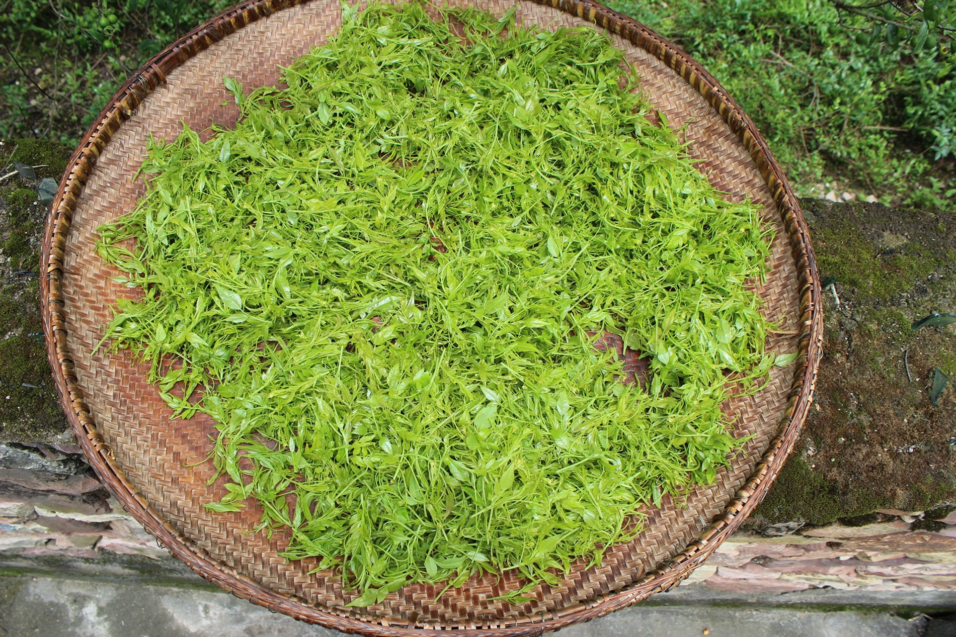 张家界嫩芽尖莓野生嫩叶龙须藤婆养生土家甘露养生茶