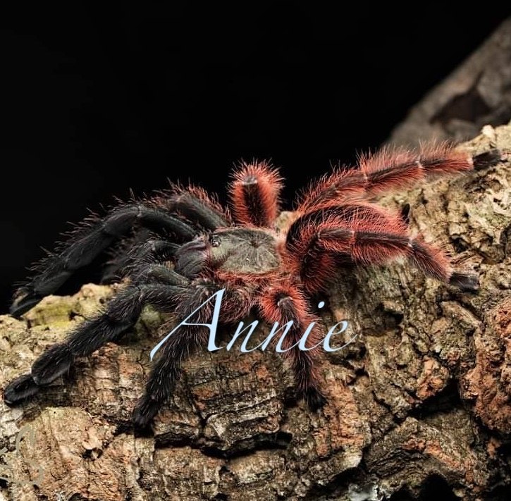 维多利亚烈焰黑红撞色树栖宠物蜘蛛捕鸟蜘蛛
