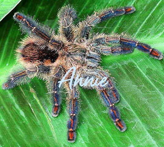 亚马逊蓝宝蓝宝石石粉趾钴蓝粉av高端宠物蜘蛛蜘蛛