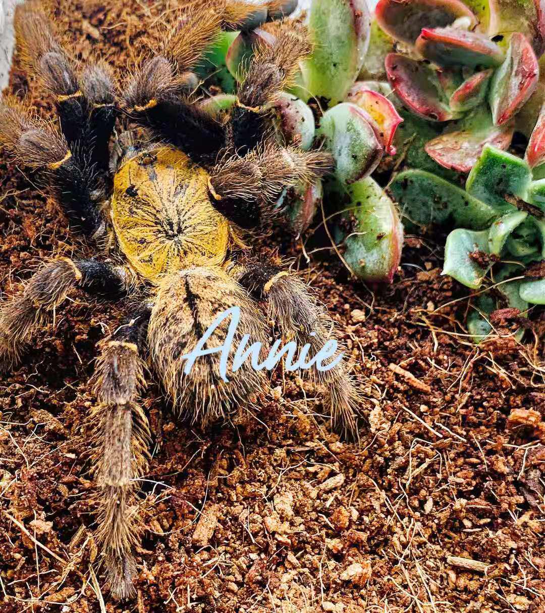 胡志明地老虎金背虎王宠物蜘蛛捕鸟限量活动福利蜘蛛