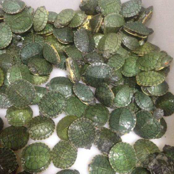 巴西龟活体小乌龟深水龟幼苗观赏儿童宠物彩龟两栖黄耳地图火焰龟