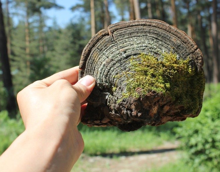 野生松针长白山层孔灵芝林芝整枝灵芝