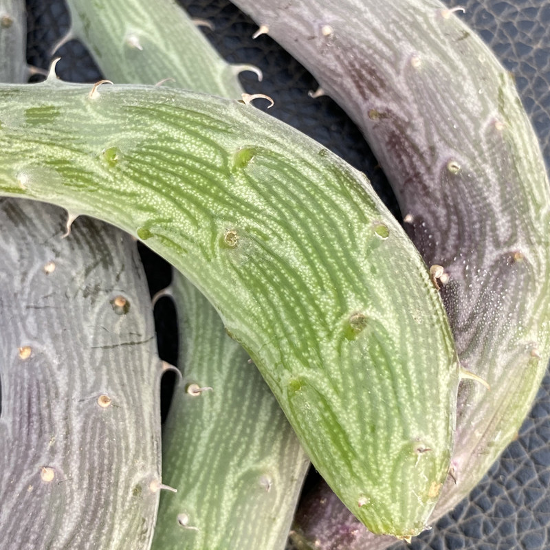 泥鳅花龙园艺菊科仙人笔属钻地品种红花多肉多肉植物