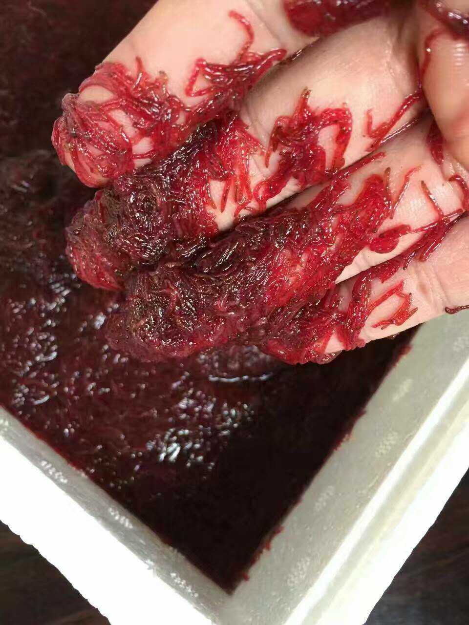 虫红虫血虫急冻红虫罗冻赤虫冷包邮冰冻汉七冻彩饲料血红虫冰包损