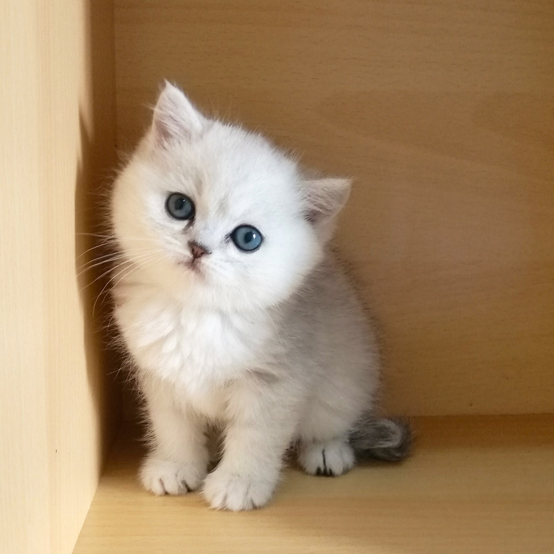 包子猫咪英短银渐层活体宠物妹妹蓝眼短毛猫小猫咪