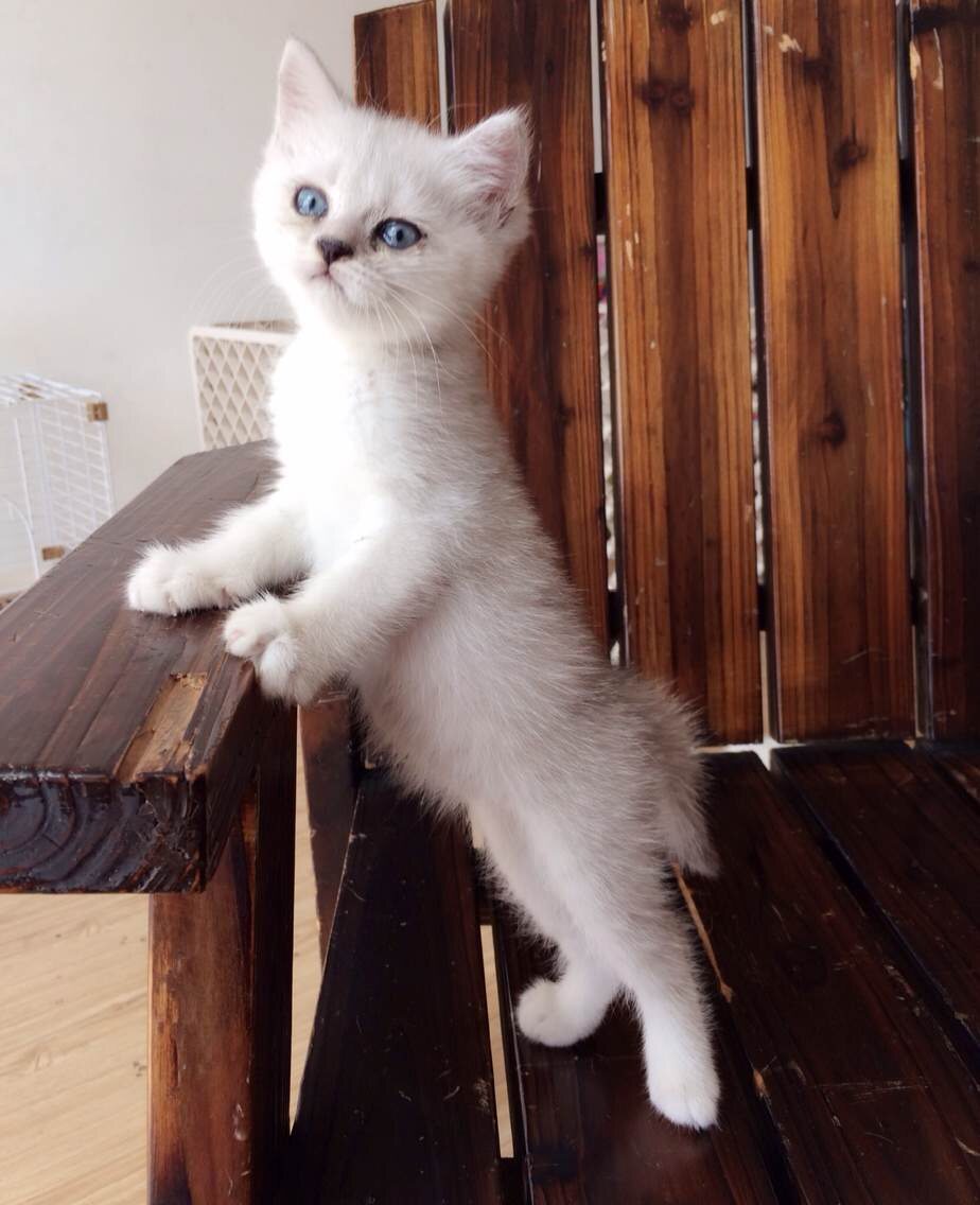 英国短毛猫英短银渐层蓝眼睛包子脸家养幼猫宠物猫活体银点色p
