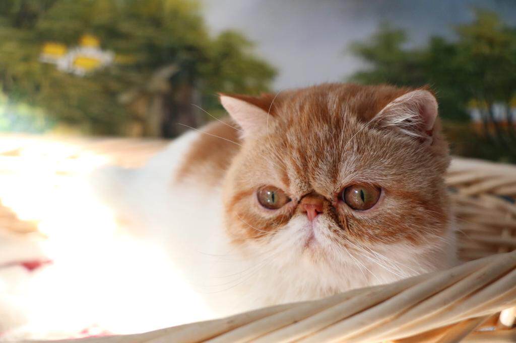 cfa注册宠物纯种加菲猫幼猫活体异国短毛大眼睛猫咪