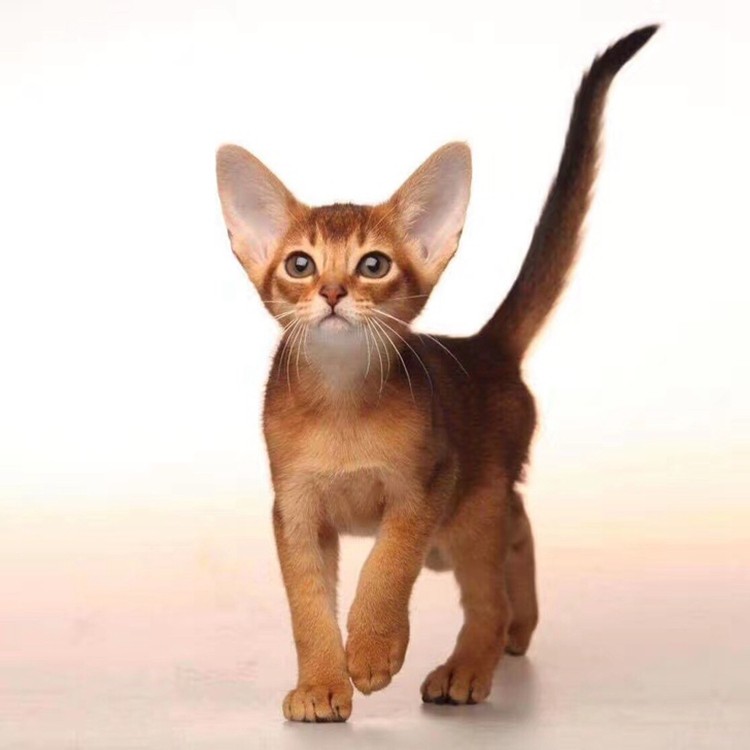 幼猫活体阿比赛级宠物猫咪比西尼亚栗色红色猫咪