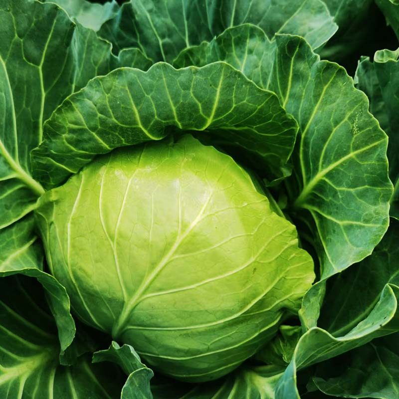 新鲜云南圆包卷心菜莲花花白当季5斤采摘露天叶菜类