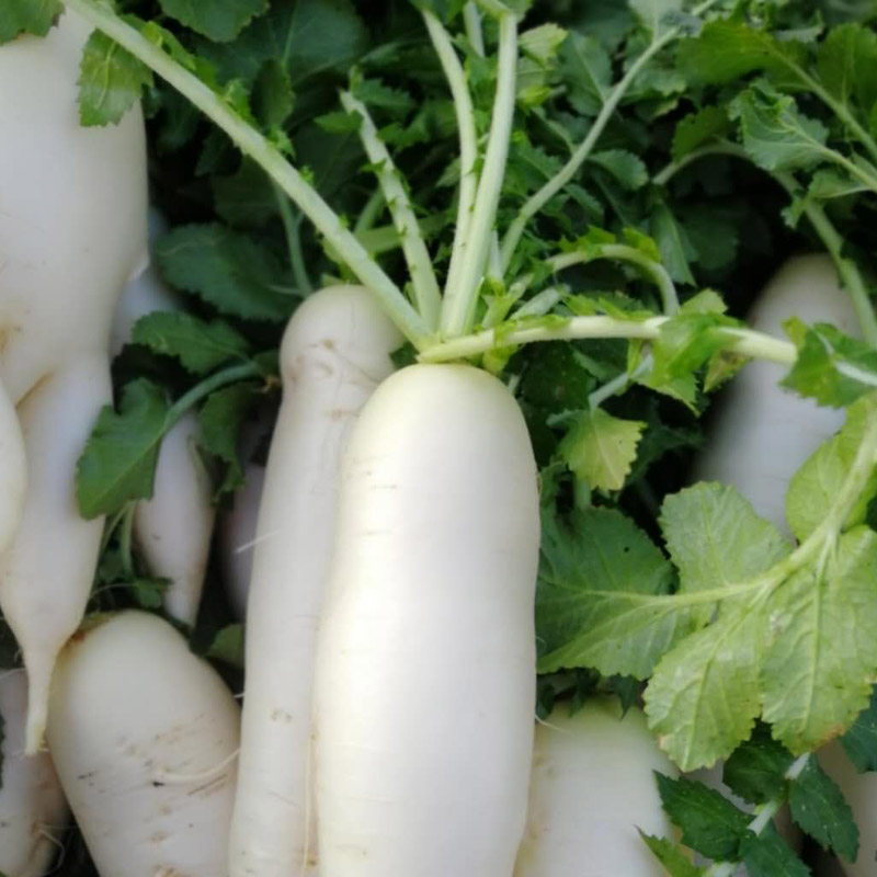 新鲜云南露天农家种植白萝卜水份多萝卜蔬菜生吃萝卜