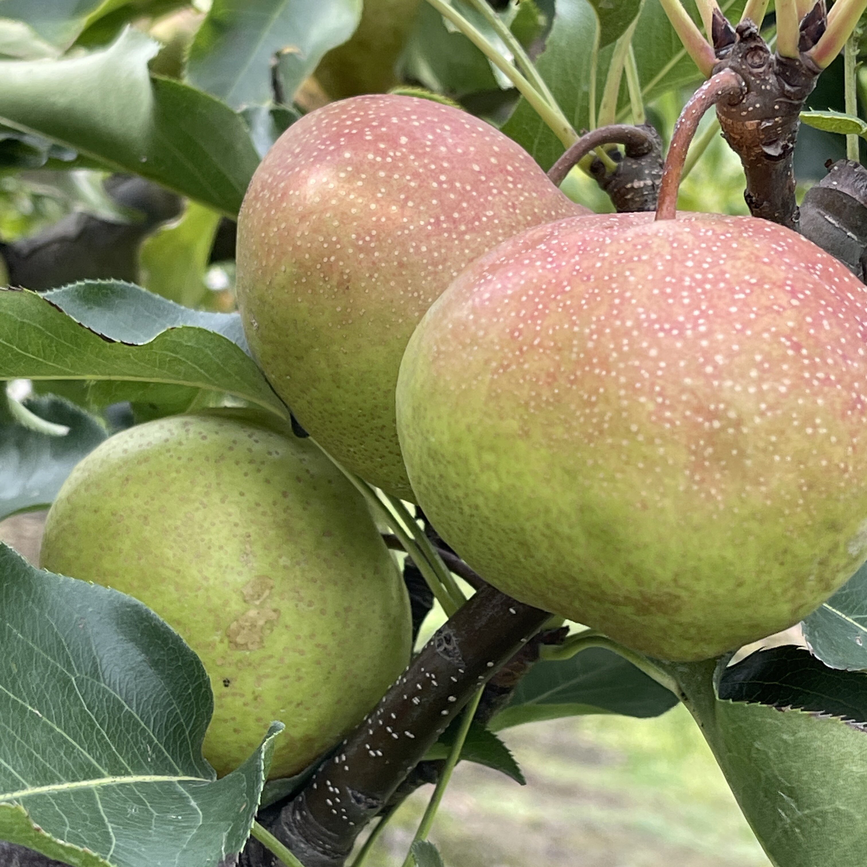 东北特产苹果新鲜多汁脆甜可口净重45斤包邮梨