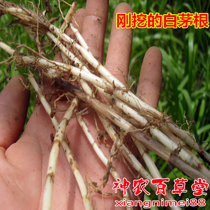 新鲜白茅根500克干货甜草根特级野生茅草根白毛根 非