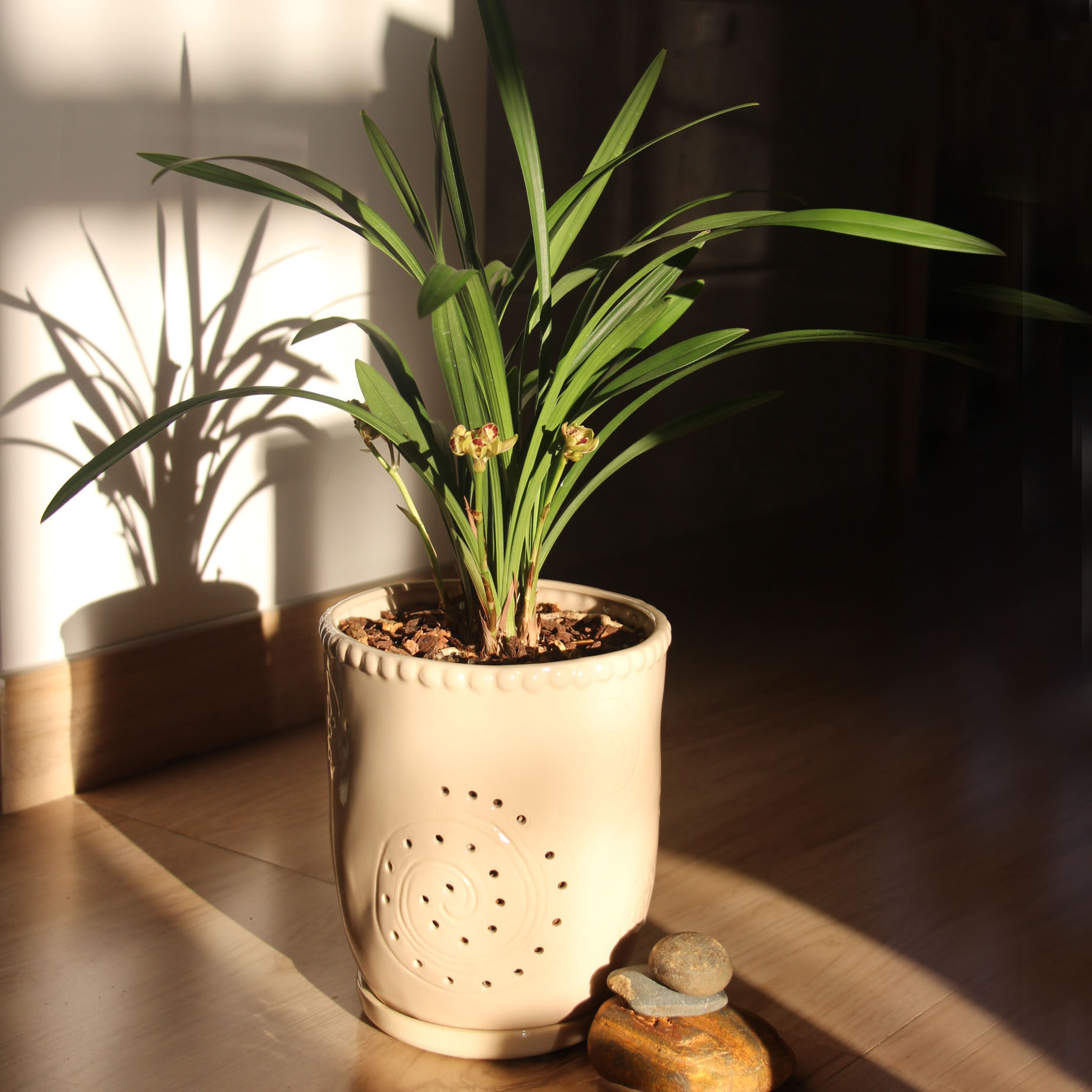 花盆大号侧孔高腰透气兰盆室内精品品兰兰草花盆