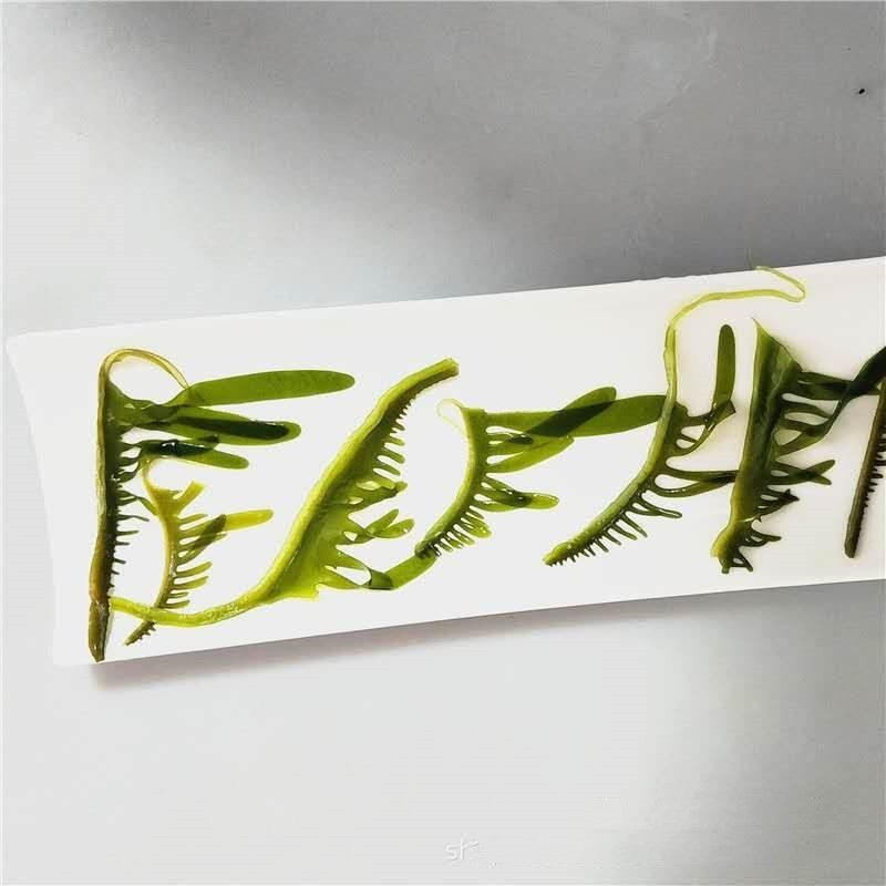特级裙带火锅海芽菜海白菜盐渍干货500g海藻海媚芽裙带菜
