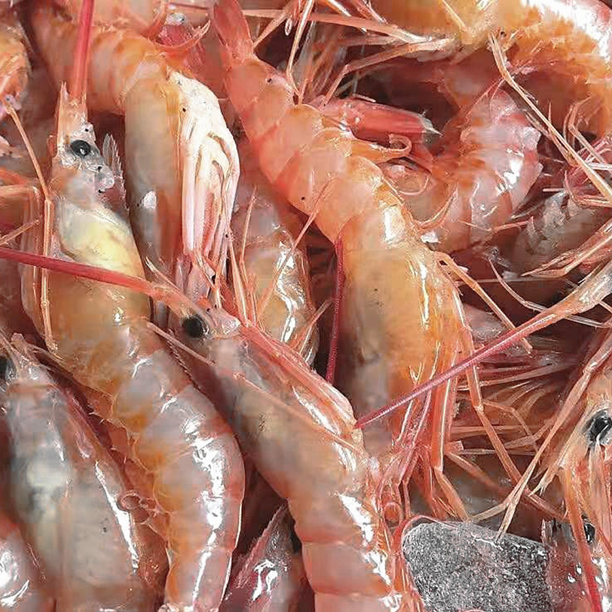 5斤装舟山野生红虾液氮鲜活冷冻海虾大红红头活虾