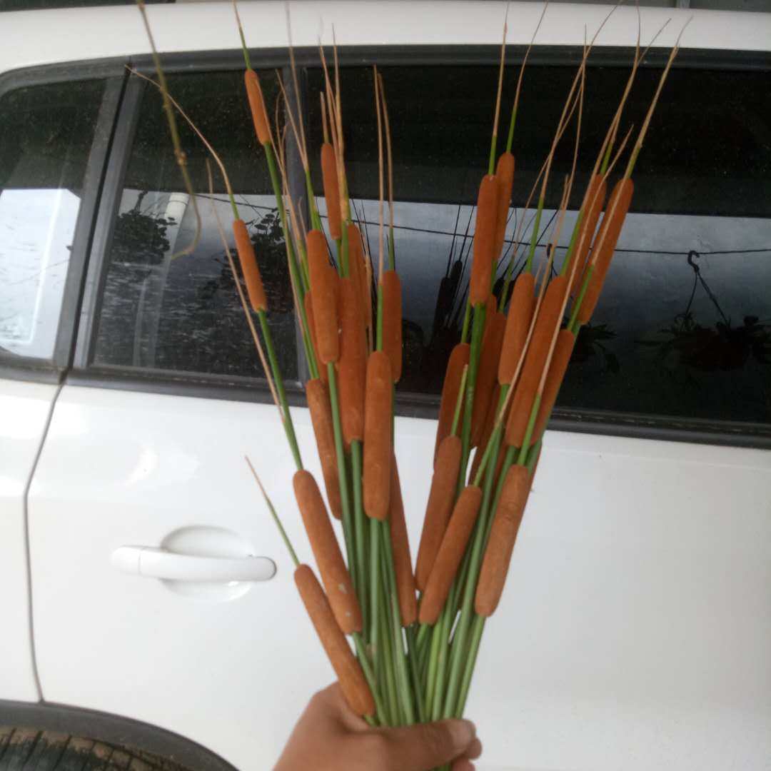 室外水生水培植物观赏野生菖蒲池塘绿植蒲剑阳台盆栽驱蚊吸甲醛