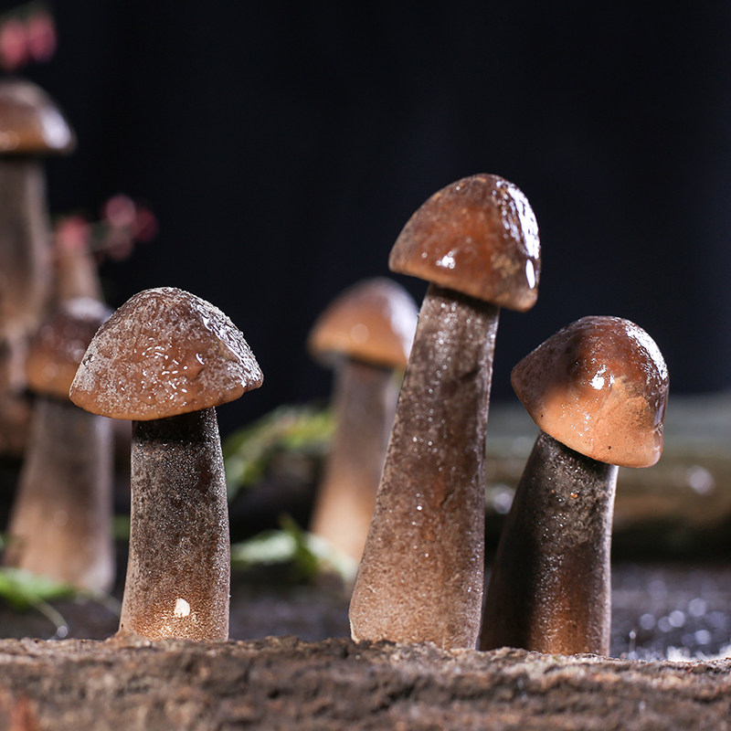 蘑菇云南鸡枞新鲜黑皮鸡茸现摘现发特产500克新鲜松茸