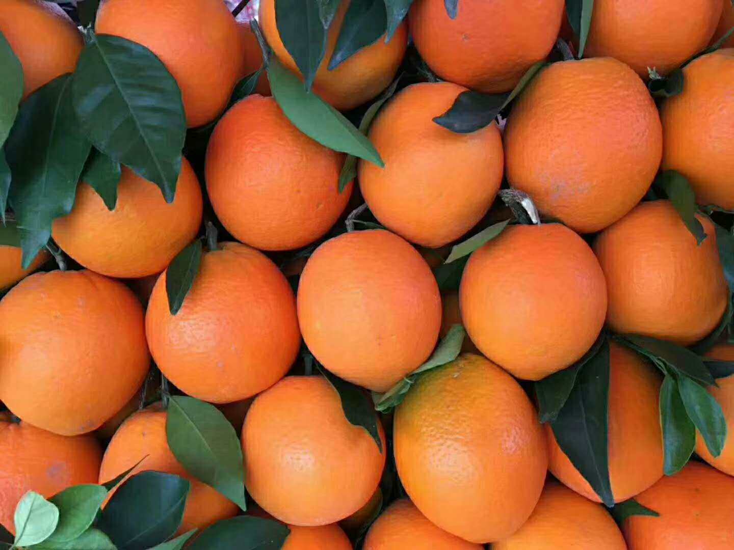 正宗重庆奉节脐橙福本新鲜 包邮水果橙子20斤现摘现发 非秭归赣南