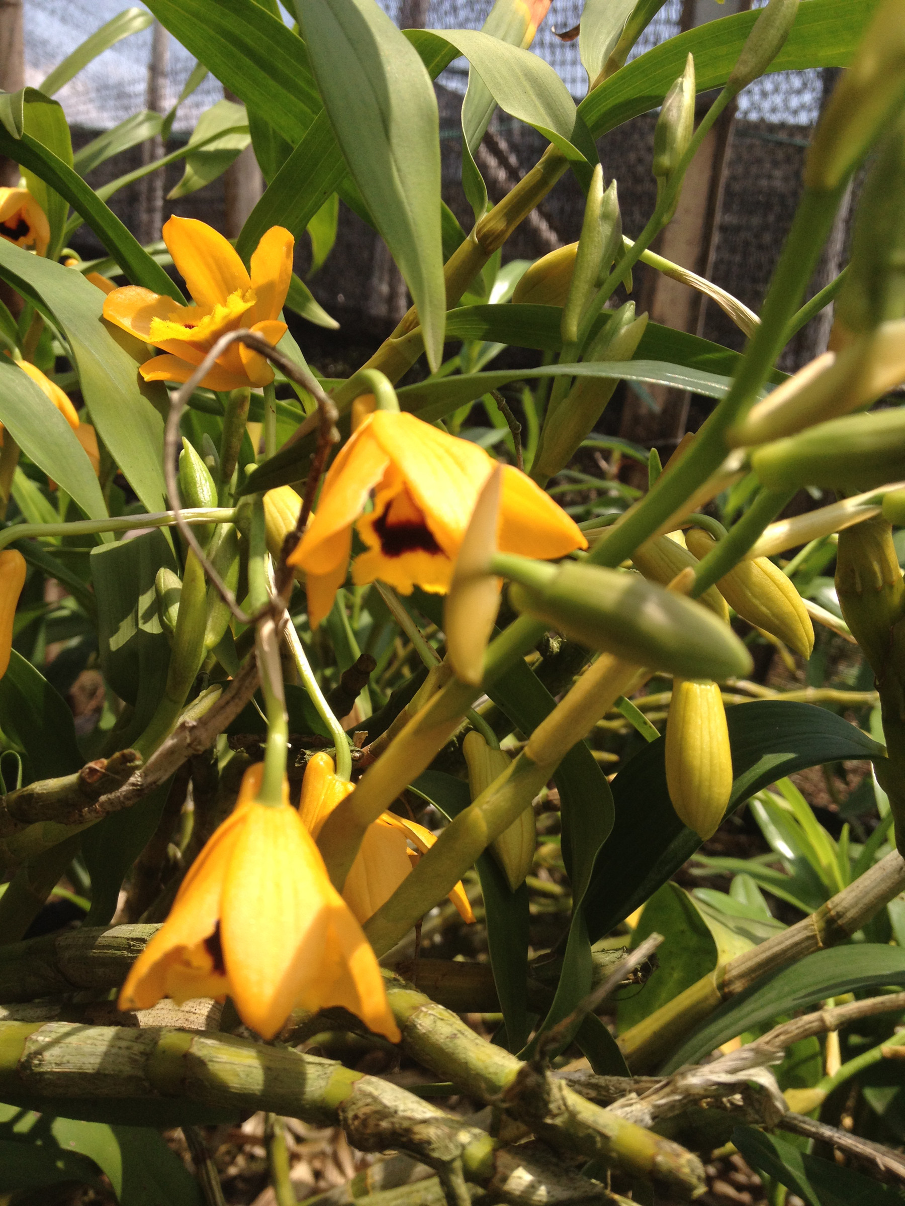 石斛叠鞘紫斑金兰黄花带眼denaurantiacum时令草本花卉