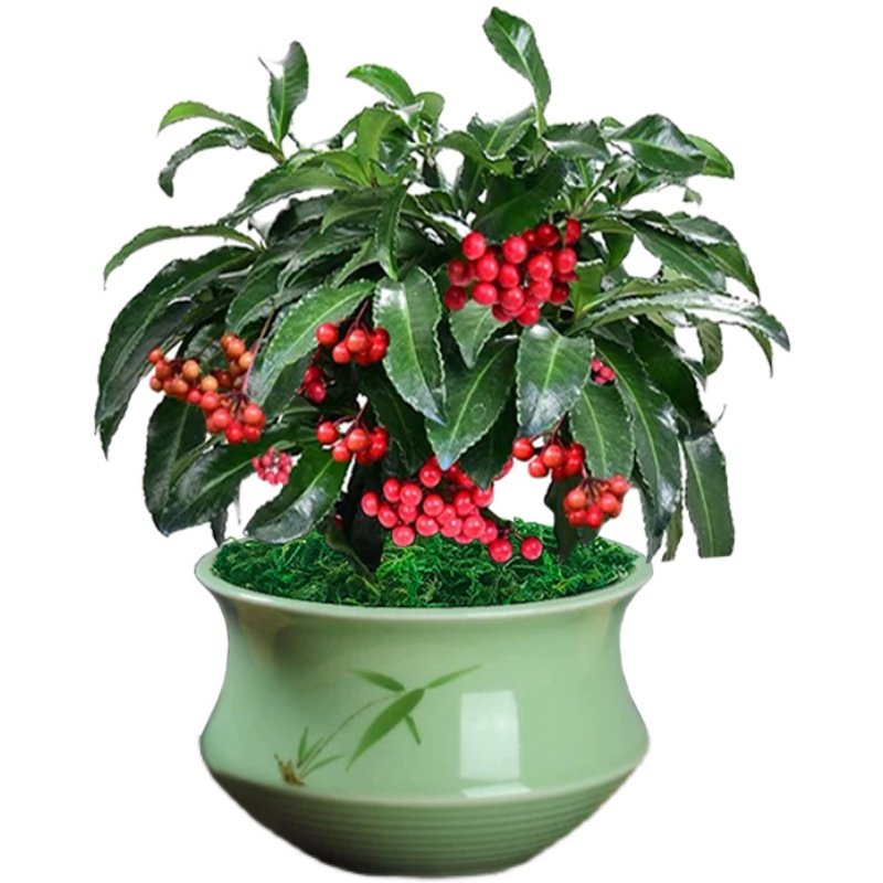 富贵盆栽带果北方耐寒植物吉祥果室内招财绿植绿植