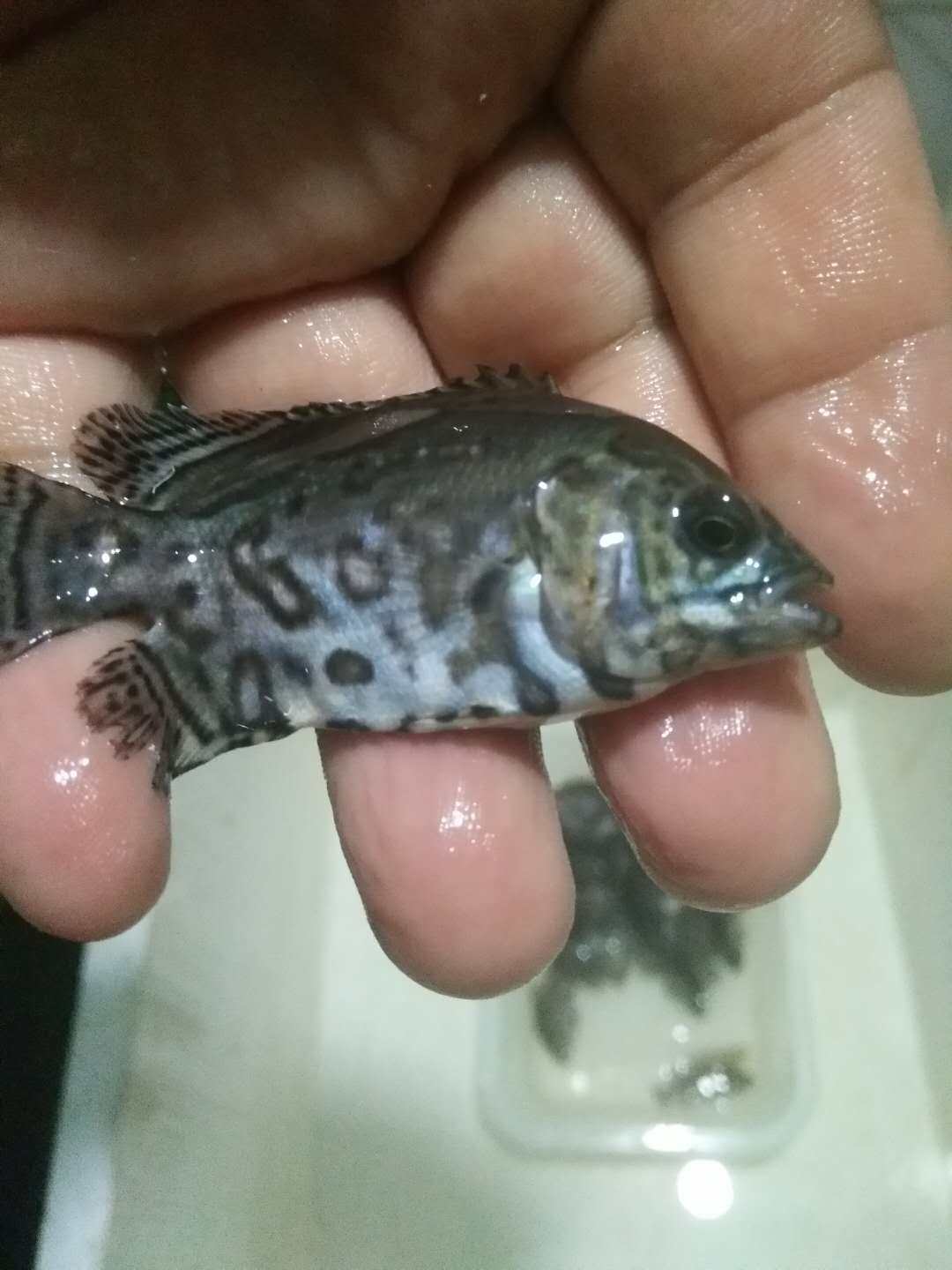 黑地地图白地图鱼猪仔鱼花猪鱼中大型淡水鱼热带鱼