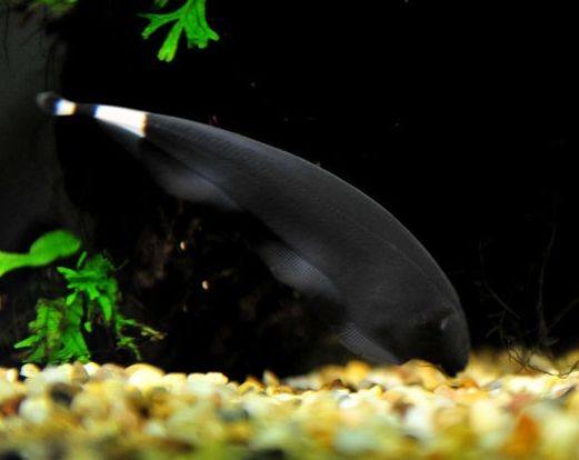 线翎电鳗魔鬼刀鱼活体鳗鱼淡水热带观赏羽毛鱼