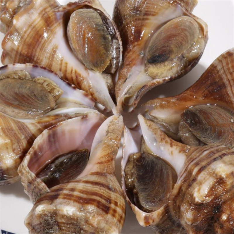 大连海鲜长海县野生海螺香螺江当日捕捞鲜活国产省海螺