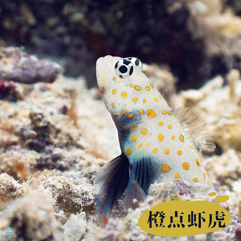 橙点虾虎钻石哨兵海水活体海翻沙吃藻清洁水族鱼