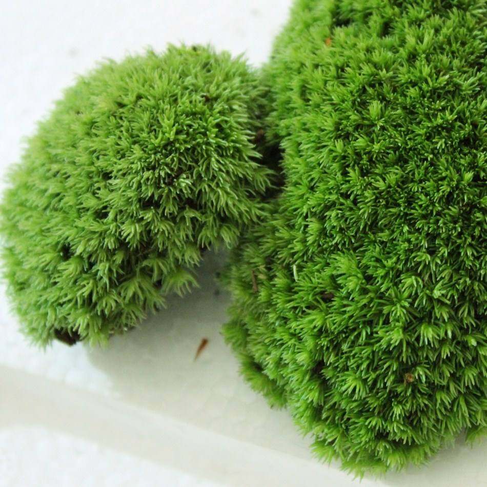 白发新款趣味非常容易藓青苔鲜苔微景观苔藓鲜活盒装diy材料