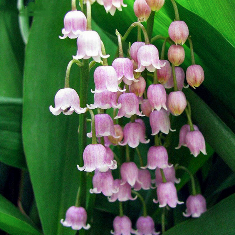 现货荷兰进口铃兰花苗带芽根茎种球四季室内种球