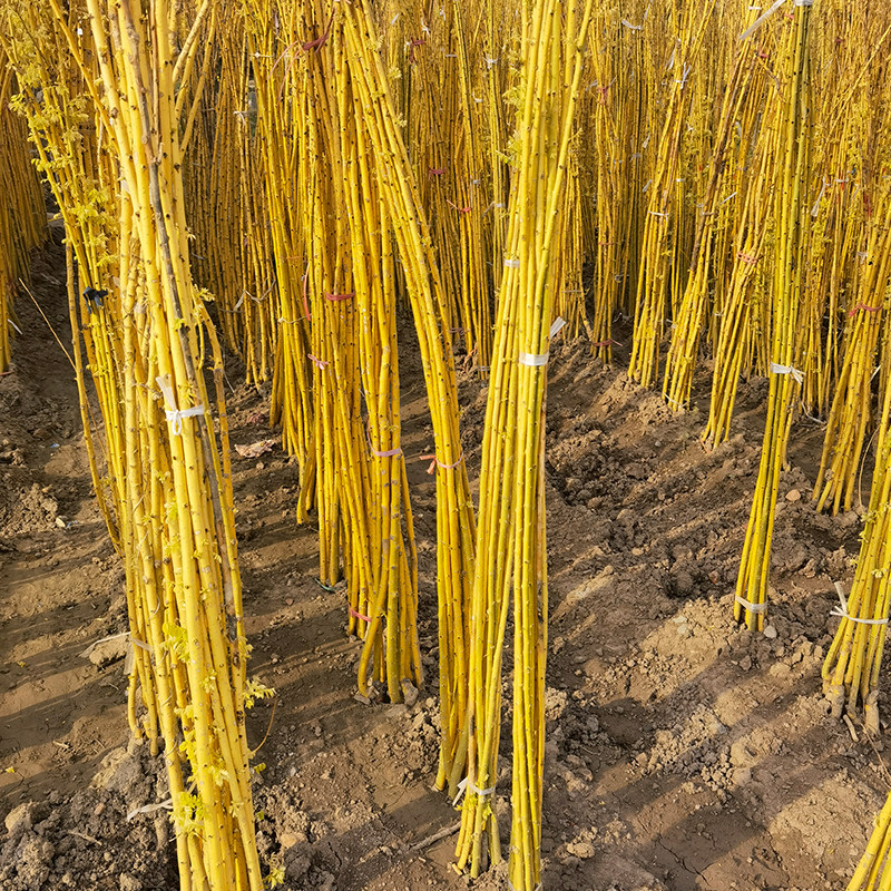 黄金槐树树苗嫁接金丝金枝国槐庭院行道绿化行道树