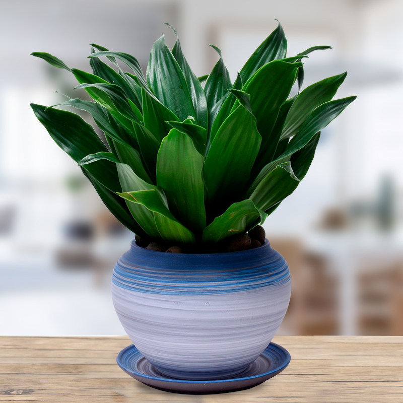 太阳神盆栽四季常青喜阴植物室内办公净化空气甲醛绿植