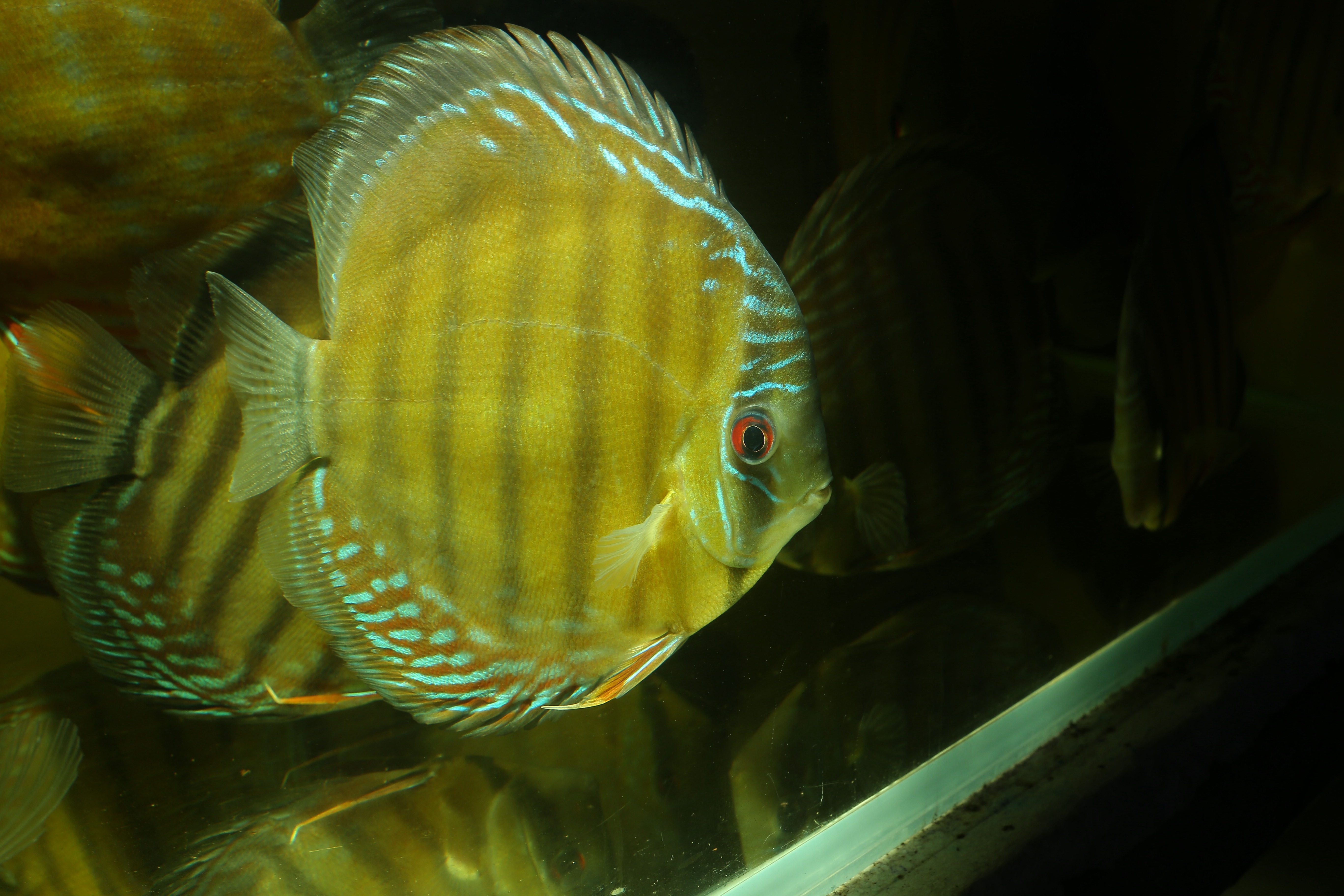 七彩神仙鱼 8~10cm体长 活体广州海联热带鱼观赏鱼甩卖