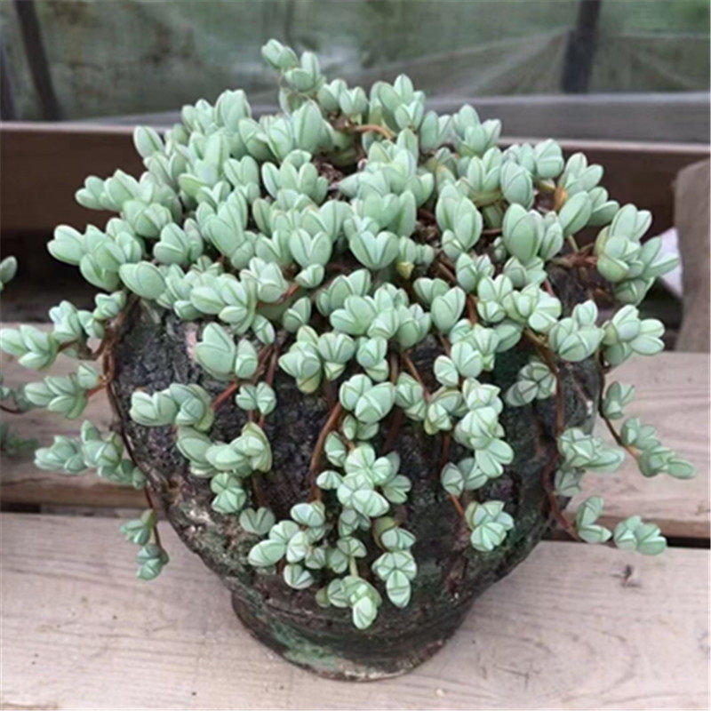 碧玉莲番杏科多肉植物垂钓型造型盆栽一物一拍大棚创意迷你植物