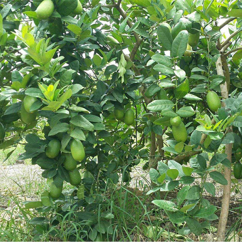 柠檬树香水柠檬盆栽带果室内阳台庭院大树南方果树