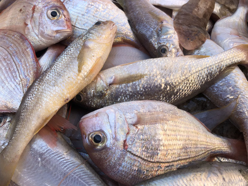 海鲜海杂鱼新鲜海鱼深海捕捞鲜活生鲜其它