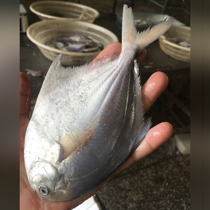 鲳鱼吕四批包整箱平鱼昌鱼斤银6条鲳鱼