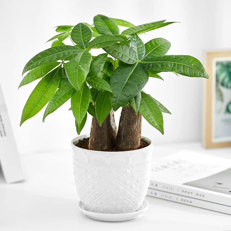 发财树室内招财绿植花卉植物客厅发财树盆栽小盆景四季常青植物