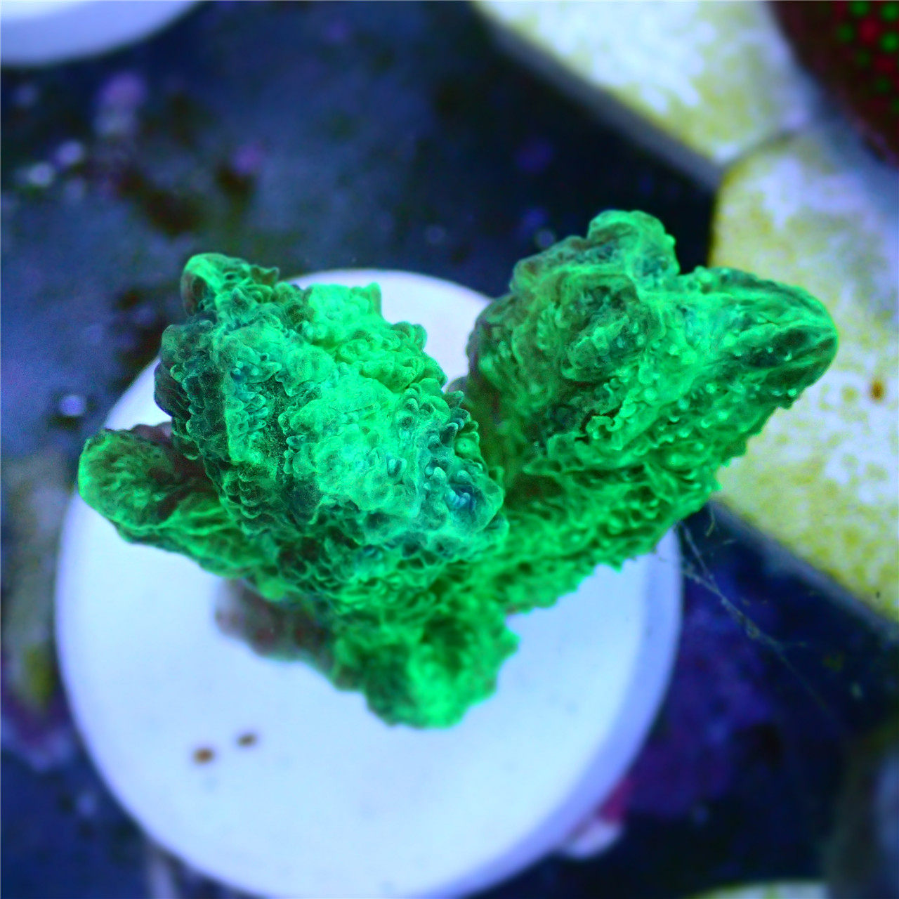 荧光绿八仙 沙珊瑚 印尼 活体硬骨sps断枝全国顺丰空运到家包损