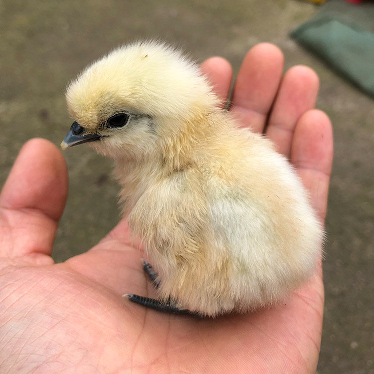 种蛋纯正正宗泰和乌鸡受精蛋白乌骨鸡孵化小鸡鸡蛋