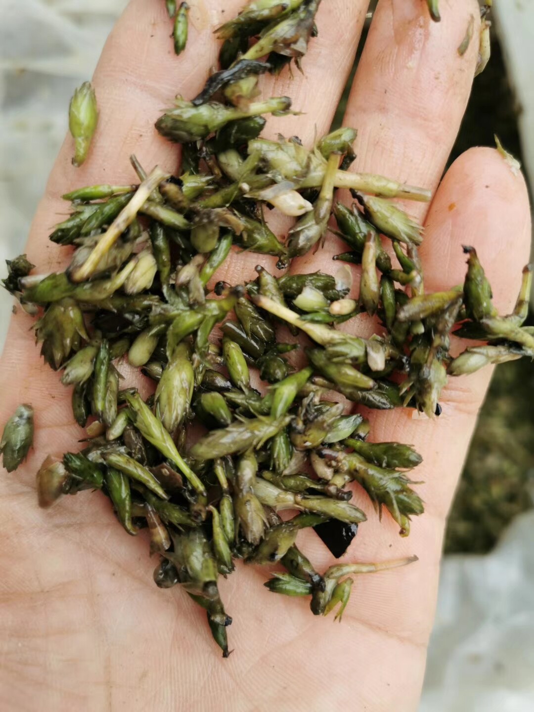 轮叶黑藻芽孢鲜活灯笼净化水质淡水虾蟹鱼缸水草