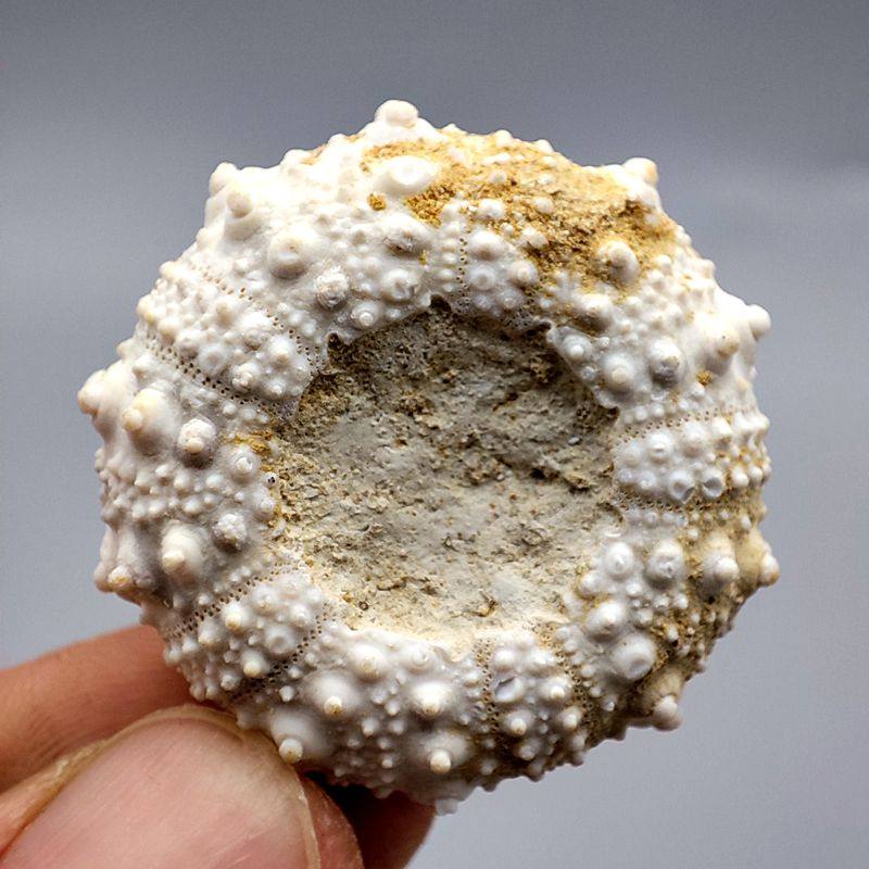 标本化石撒勒海胆古生物棘皮动物动物化摩洛哥玛瑙摆件