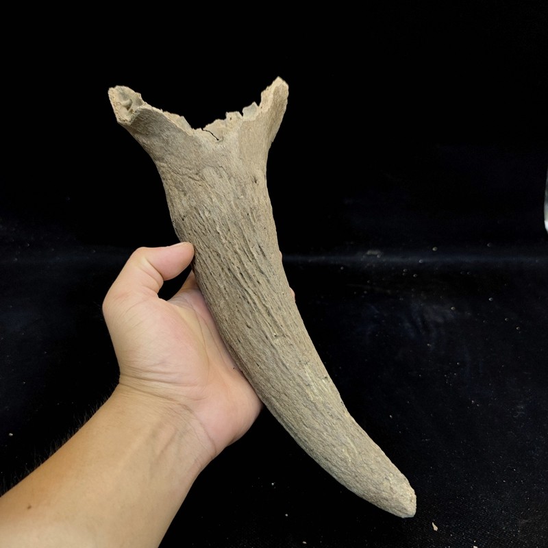 化石动物牛角冰河时期野牛原石骨头古生物标本摆件