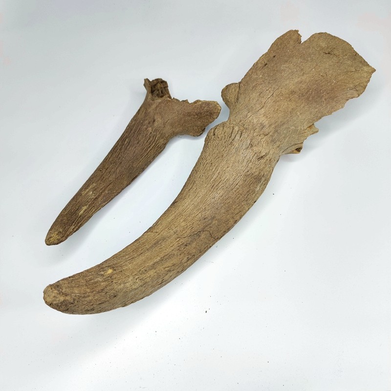 化石动物牛角冰河时期野牛原石骨头古生物标本摆件