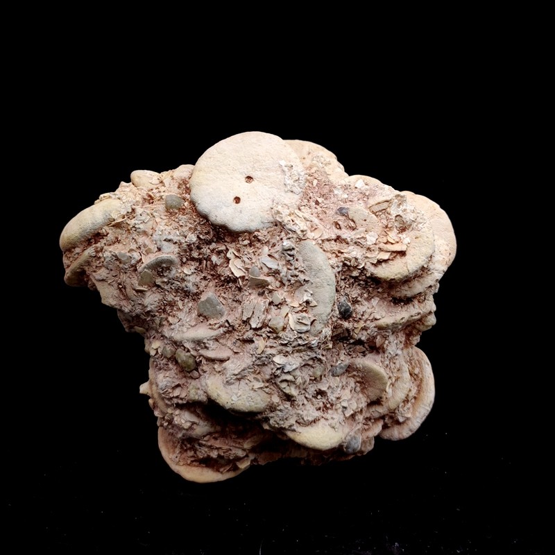 化石海胆摩洛哥标本棘皮动物动物化原石海星共生摆件