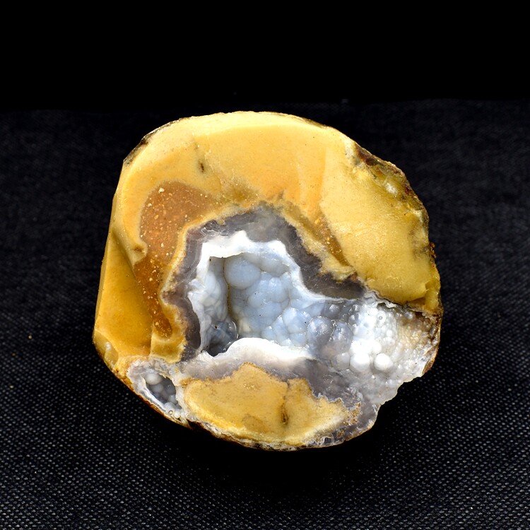 化石天然玛瑙树化玉树硅化木植植物地质科普摆件