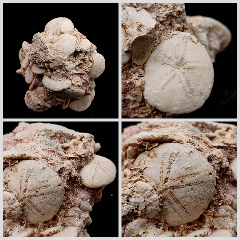 化石海胆摩洛哥标本棘皮动物动物化原石海星共生摆件